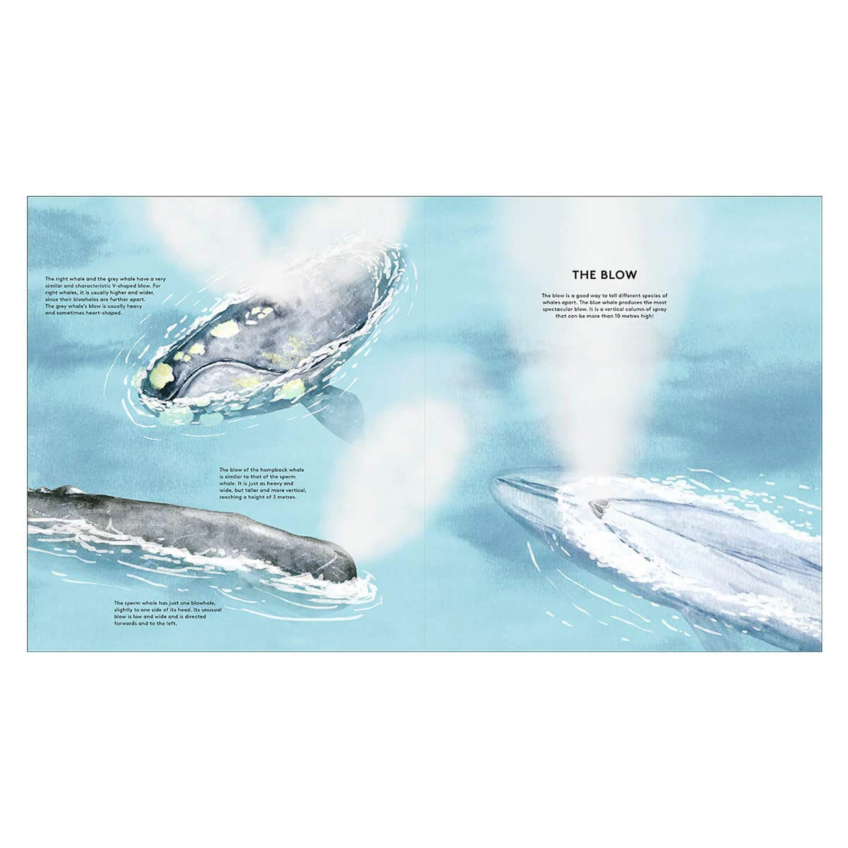 The Secret Life Of Whales By Rena Ortega - Image 4