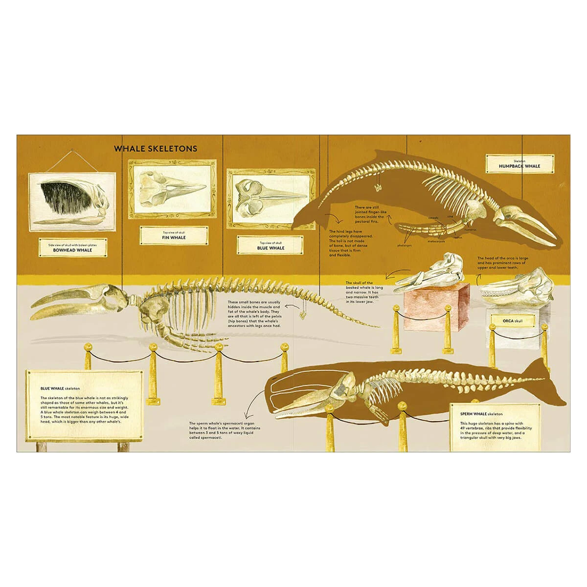 The Secret Life Of Whales By Rena Ortega - Image 2